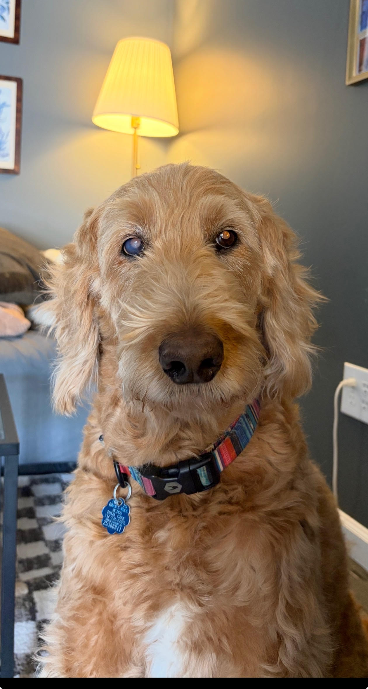 Millie DiNunzio Dog Profile Picture